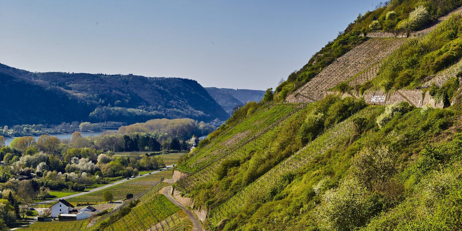 Weinberge am Mittelrhein in Rheinland-Pfalz