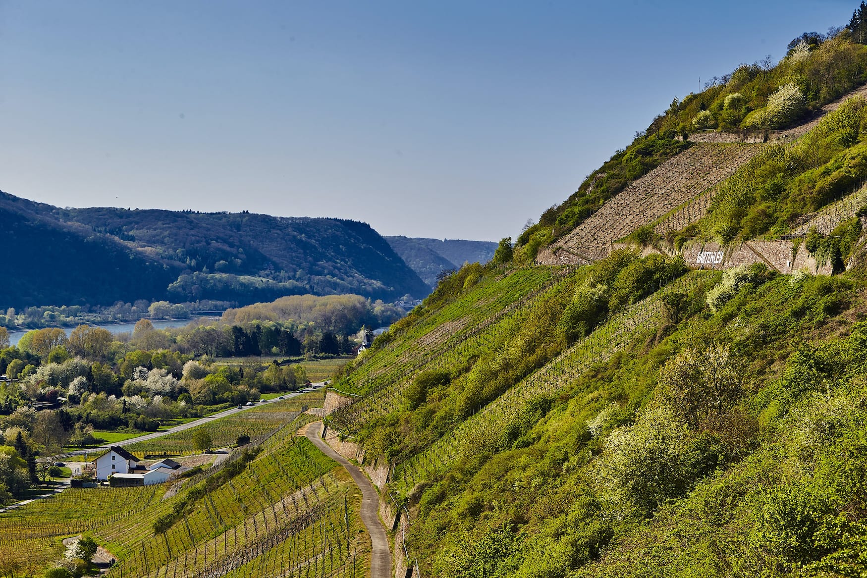 Weinberge am Mittelrhein in Rheinland-Pfalz