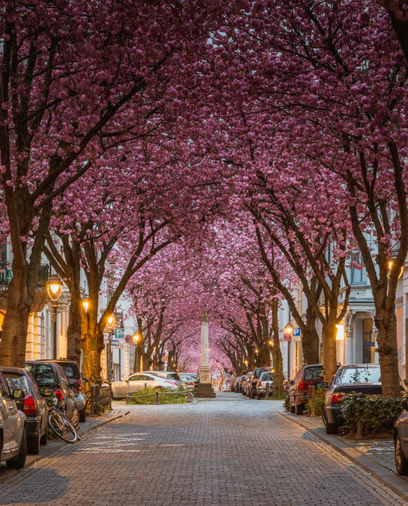 Pink cherry blossom trees in Bonn's old town