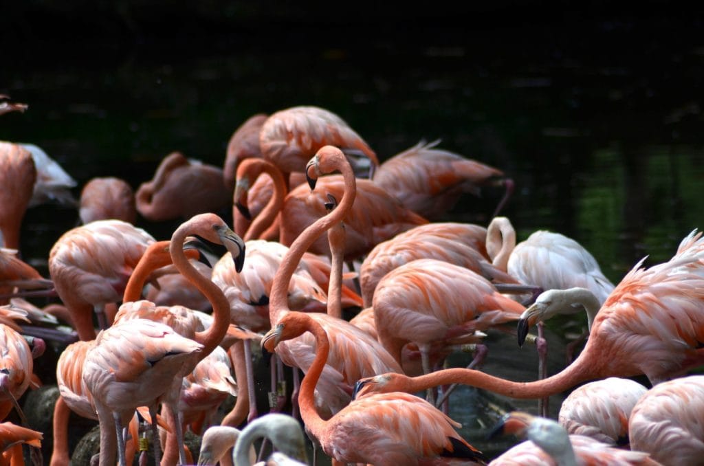 Rosa Flamingos im Münsterland