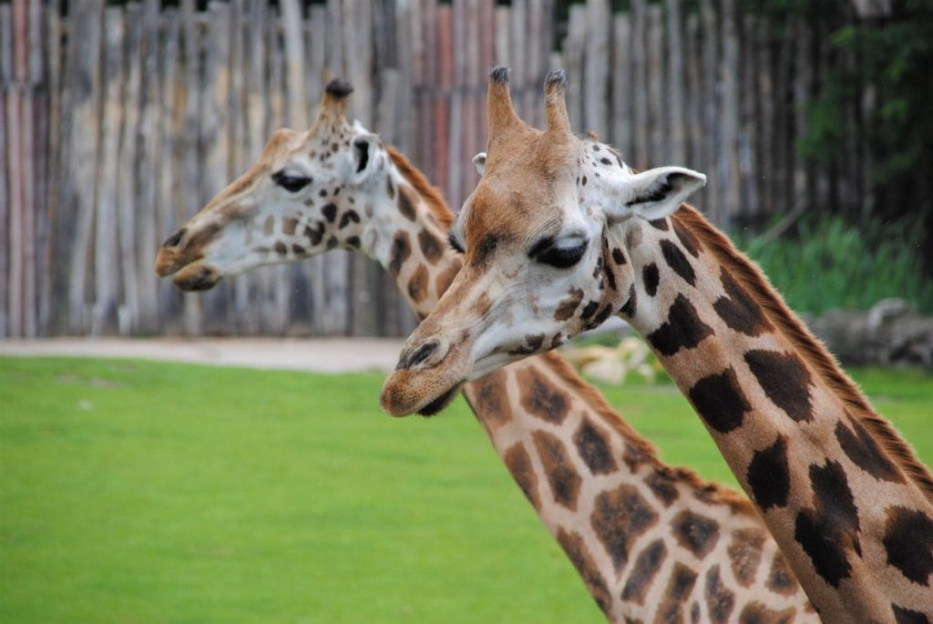 Two giraffes showing their beautiful pattern on their fur