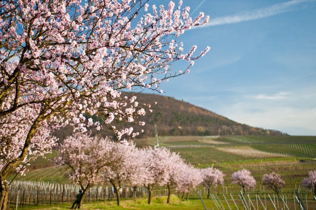 Ein schönes Erlebnis in Deutschland ist die Mandelblüte in der Pfalz