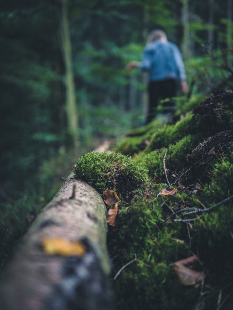 Clos-up eines kräftiges Asts mitten im Wald, im Hintergrund sieht man eine Wanderin