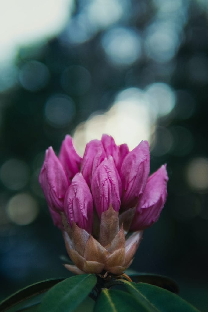 The flower of a rhododendron in purple