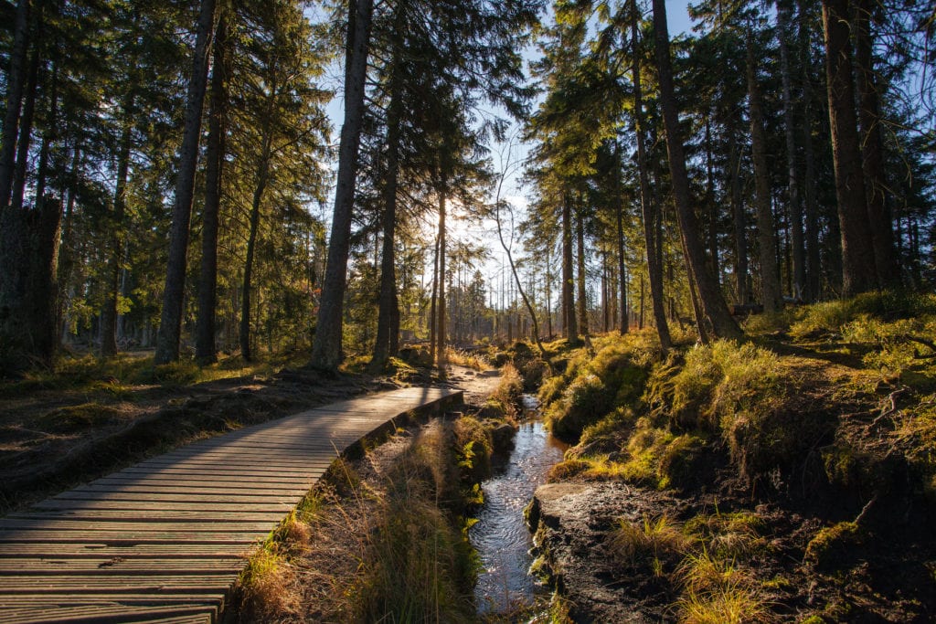 Sonnenlicht bahnt sich durch den dichten Wald bei Schierke