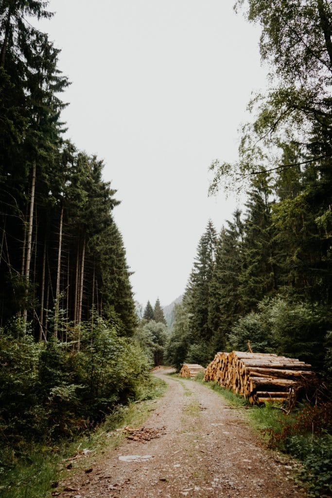 Waldweg im Harz mit Holz an der Seite