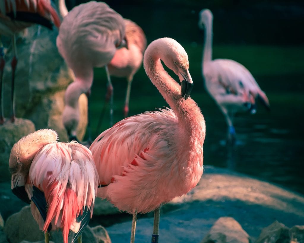Flamingos stehen auf einem Bein im Zoo Leipzig