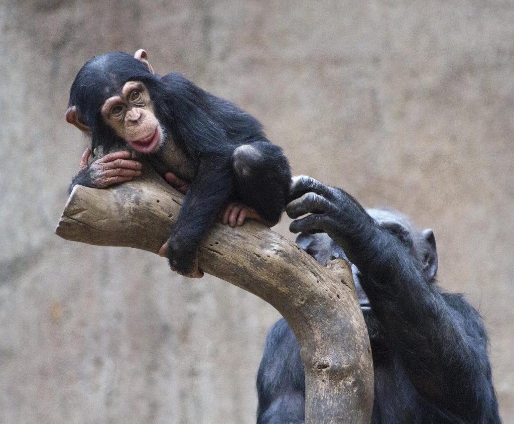 A little baby chimpanzee conquers a tree trunk with the help of his mother