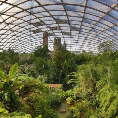 Beeindruckende Ansicht des riesigen Dschungels im Zoo Leipzig unter einem Glasdach