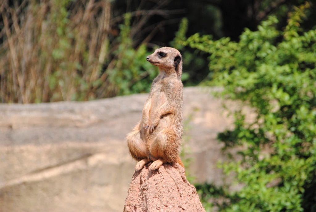 A single meerkat guards a stone