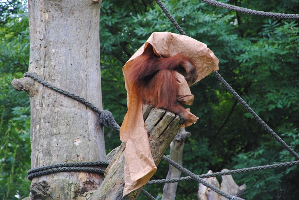 There are also orangutans at the Leipzig Zoo. This ape is trying to hide