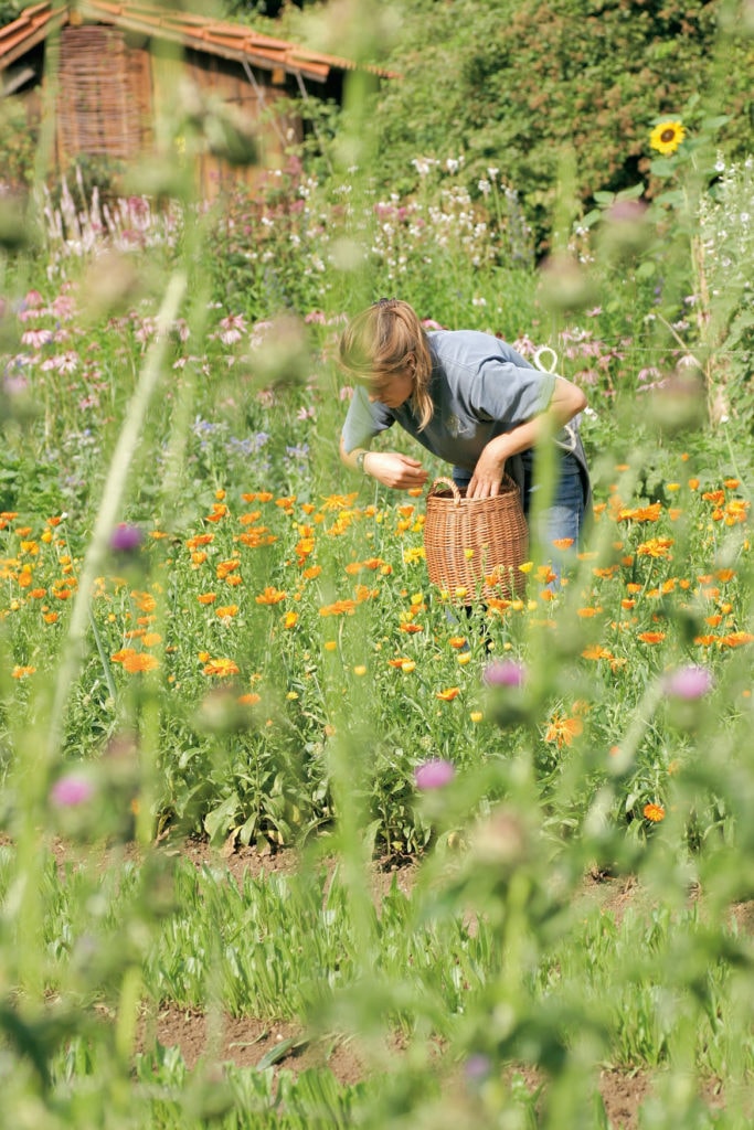 Woman harvesting calendula in the WALA medicinal herb garden