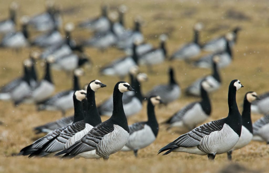 Barnacle geese at the North Sea coast in Lower Saxony