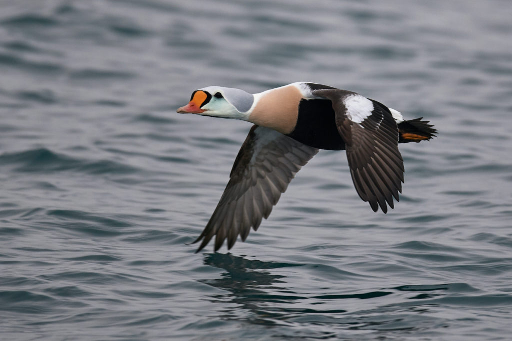 Eider duck flying over the sea