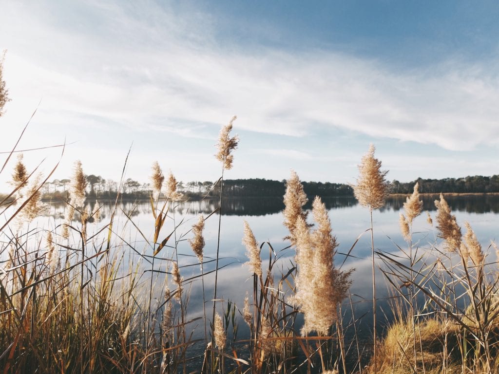 Grass in front of an idyllic lake in Brandenburg