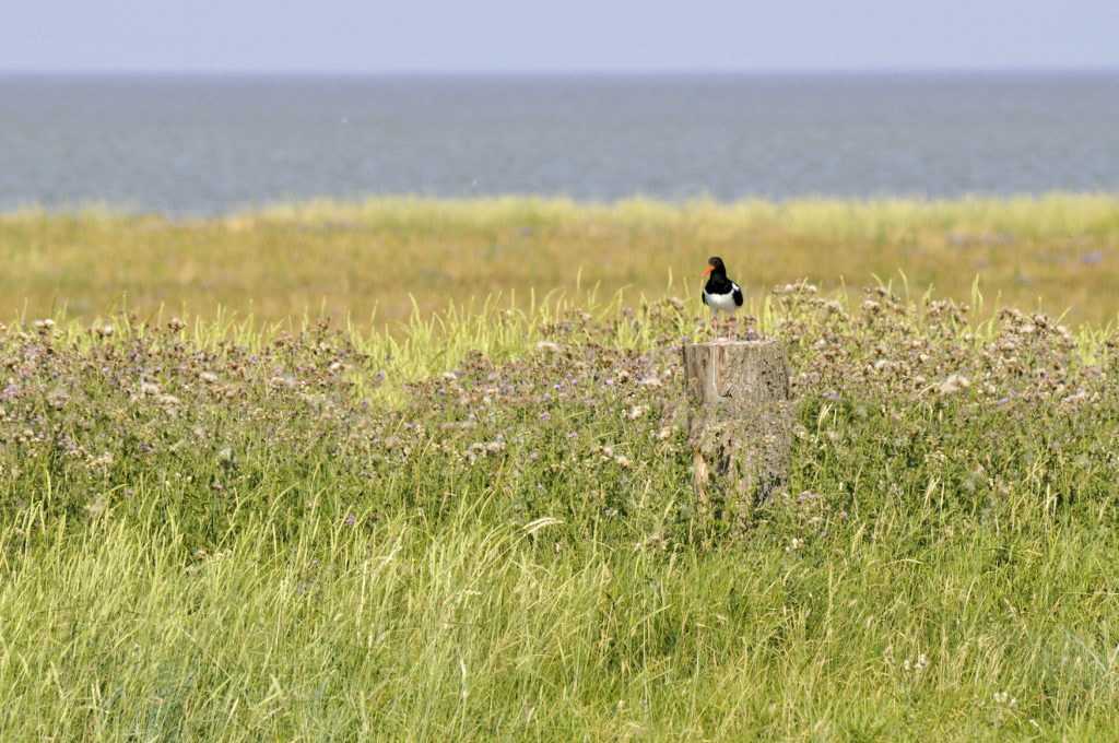 Oystercatcher sitting on salt meadow at the North Sea Coast