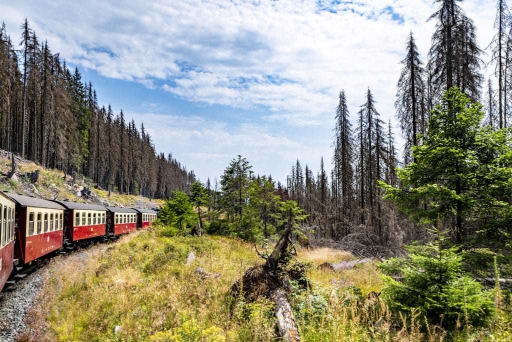 Alte Bahn Waggons auf einer Eisenbahn in einem Wald mit hohen Bäumen in einer Sommerlandschaft