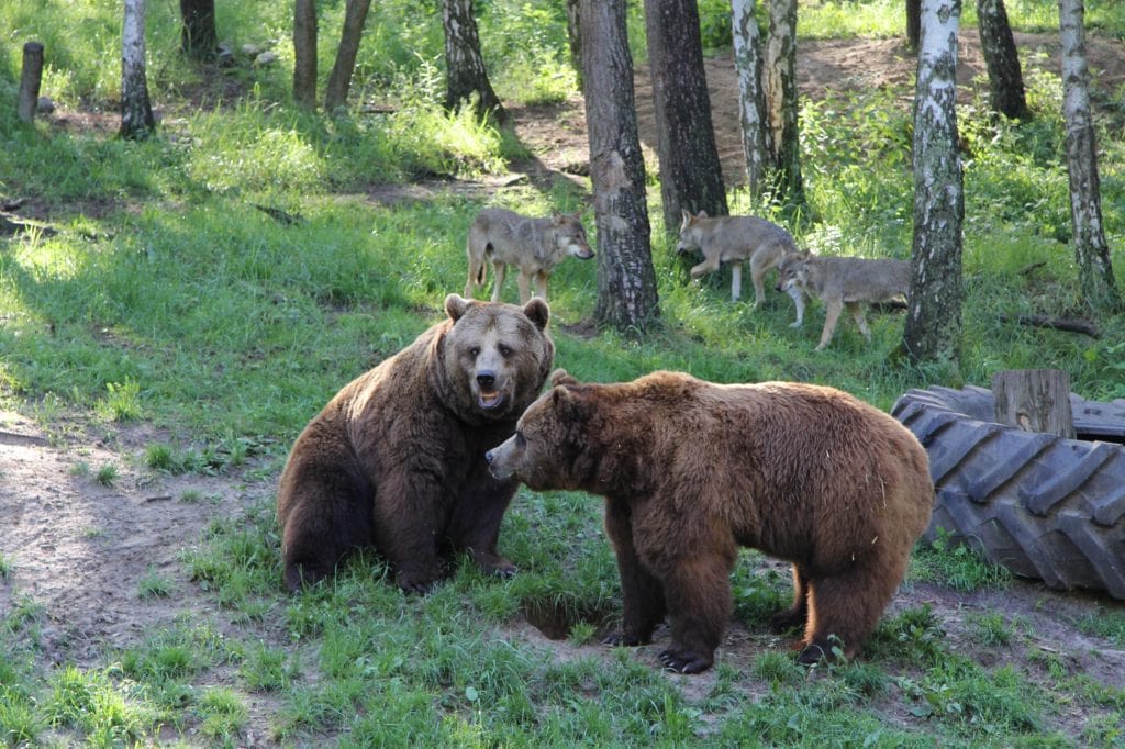 Bears in a game park in Germany