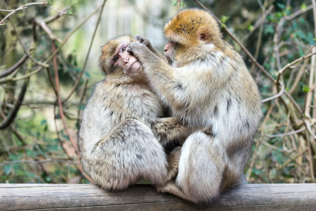 Spotted some berber monkeys on a safari in Germany