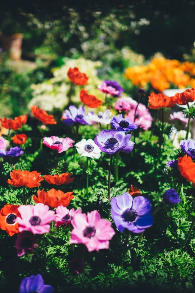 Bunte Blumen in deutschem Garten