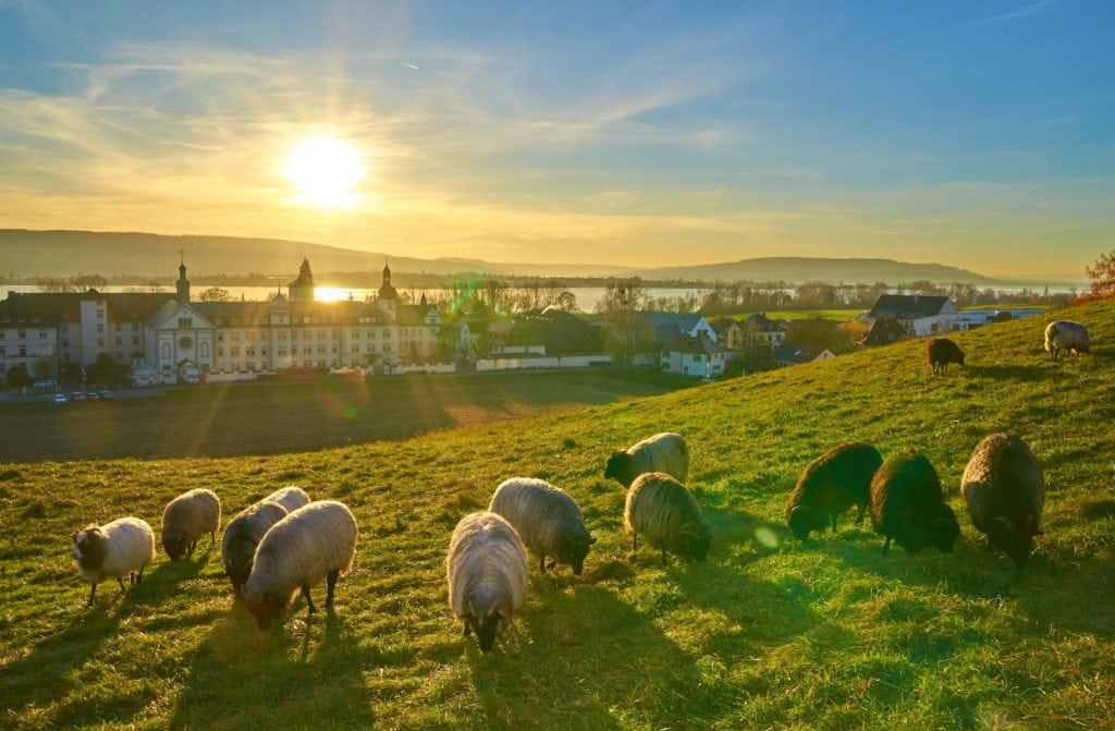 Schafe auf einer Weide vor dem Kloster Hegne am Bodensee