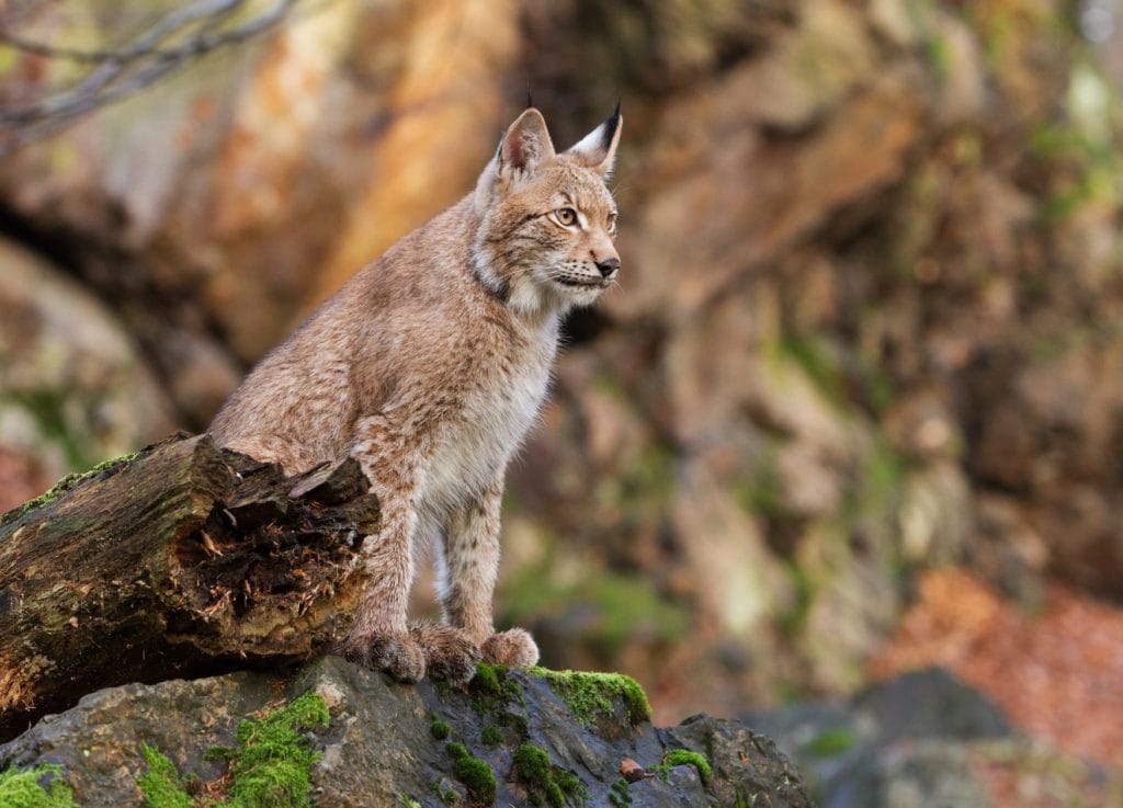 For a few years now, lynx have been living wild in the Harz national park