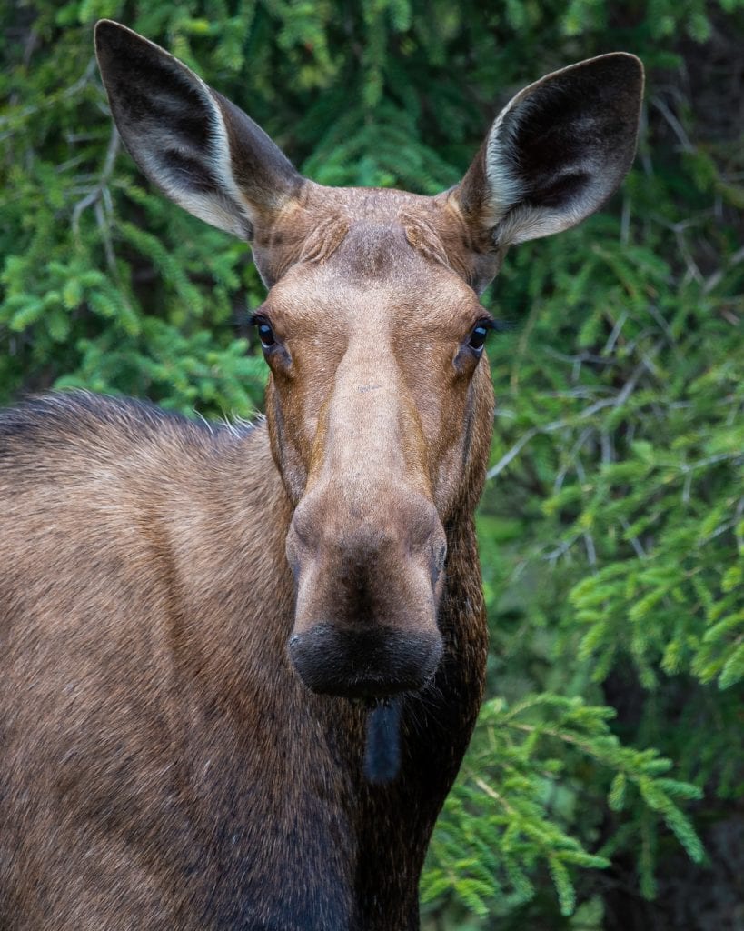 Moose in Hochwildpark Rheinland Wildlife Park