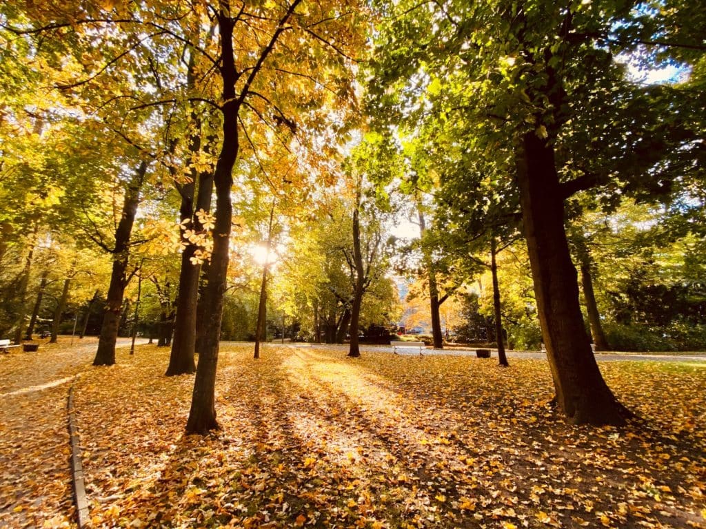 Herbstlicher Park in Regensburg