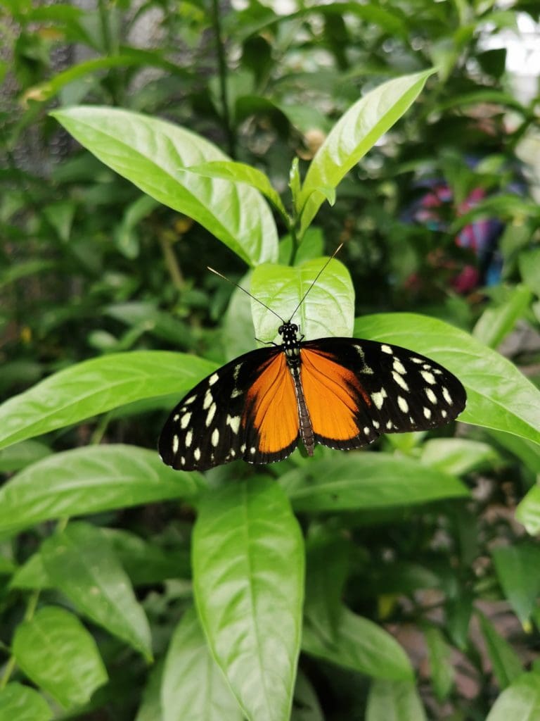 Schmetterling in einem Garten in Deutschland