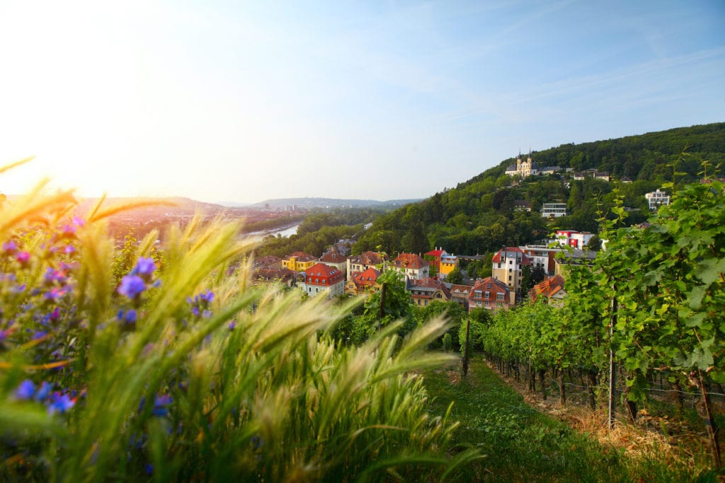 View of Würzburg on a sunny day