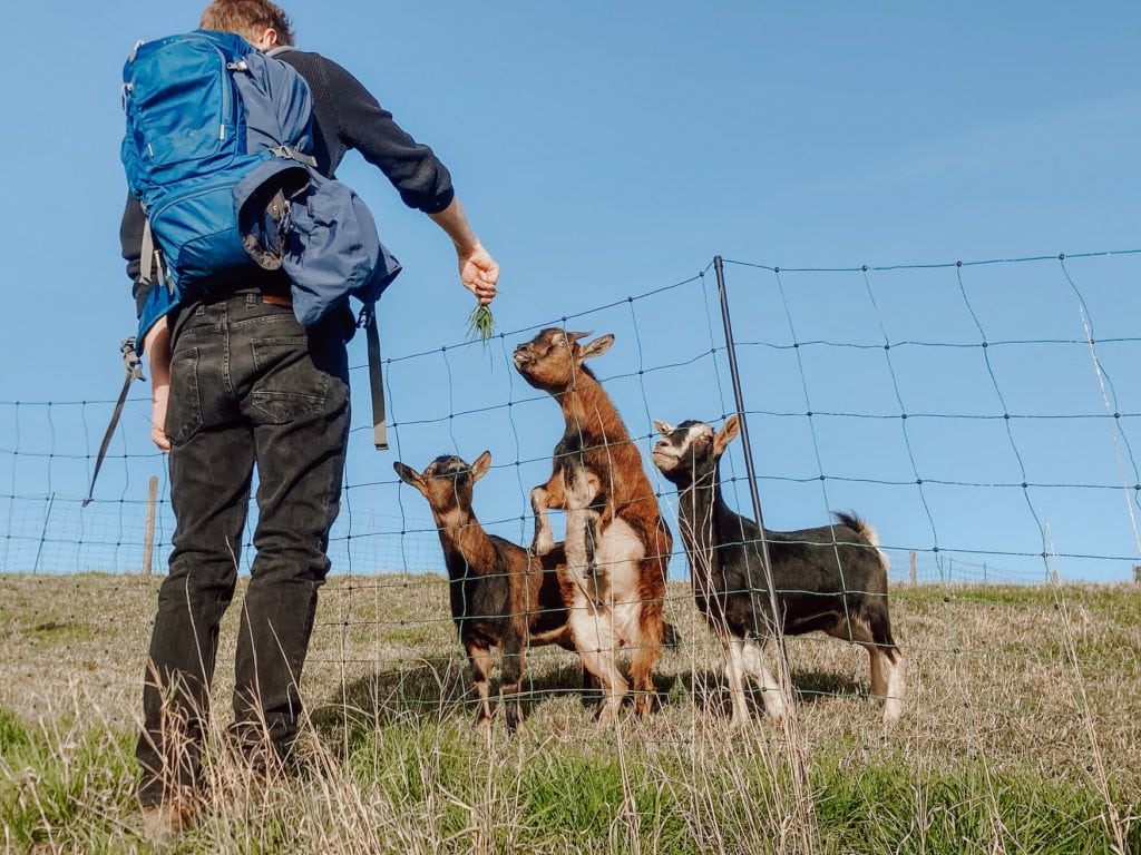 Ausflüge rund um Köln und dabei Ziegen füttern, das geht im Bergischen Land 