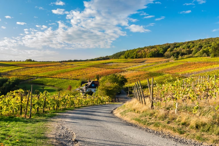 Wandern im Ahrtal: Im Herbst leuchtet der Rotweinwanderweg in schönen Rot- und Orangetönen