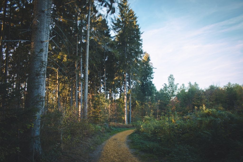 Waldweg in der Eifel