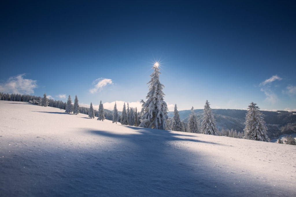 Verschneite Tannen im Skigebiet Feldberg