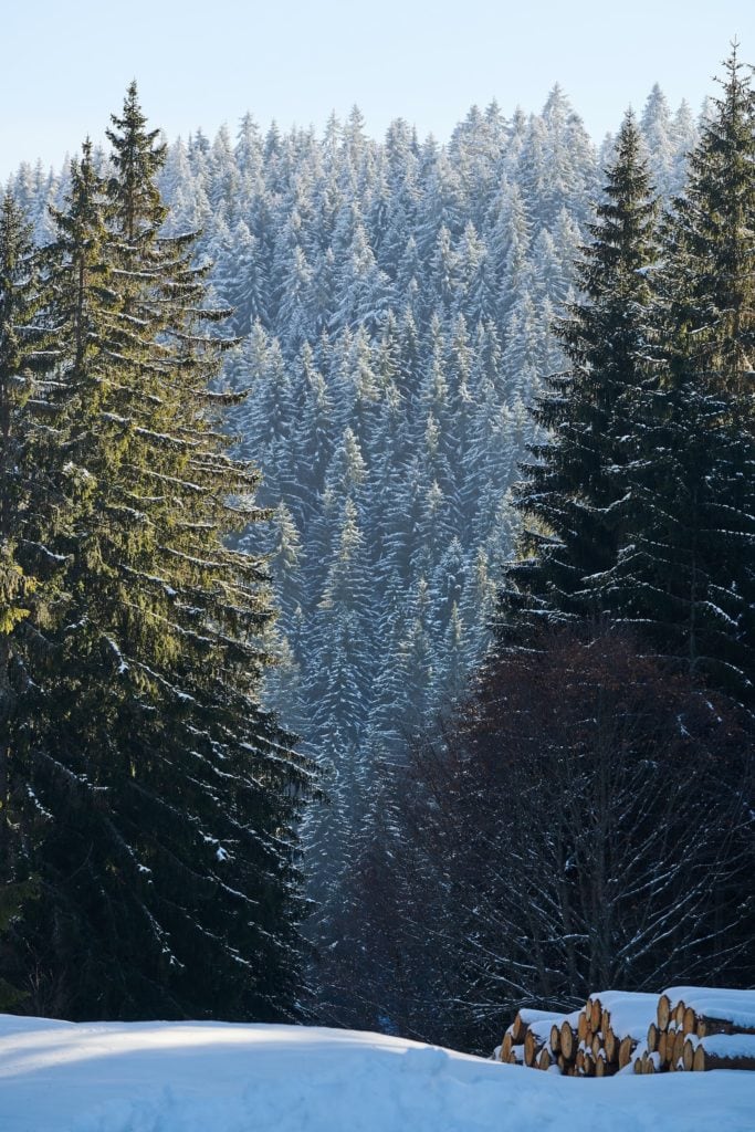 Verschneiter Waldweg an einem sonnigen Tag