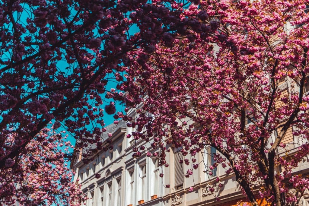 Kirschblüte in der Bonner Südstadt