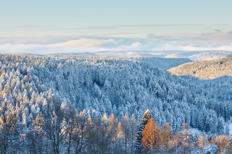 Magischer Schwarzwald im Winter