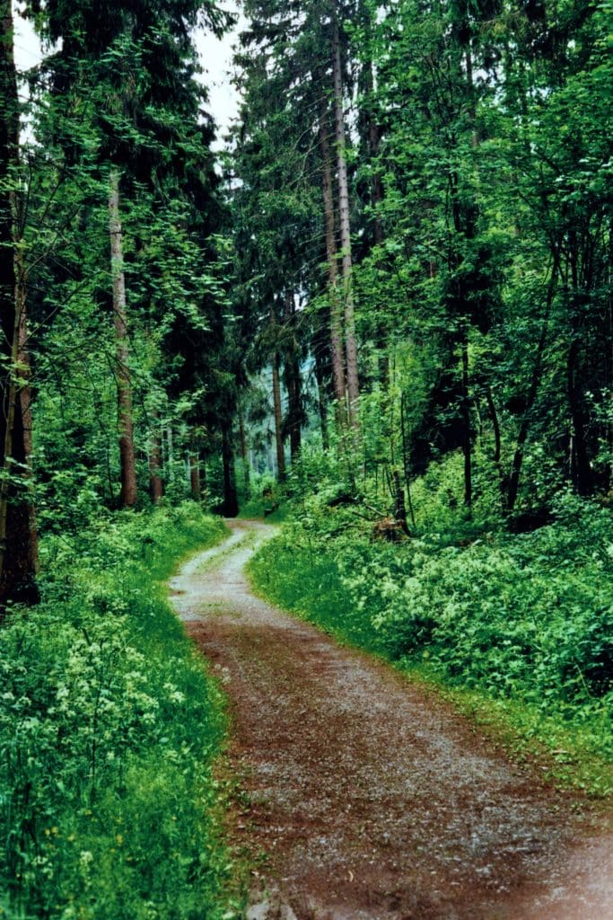 Waldweg auf Radweg in NRW im Sauerland