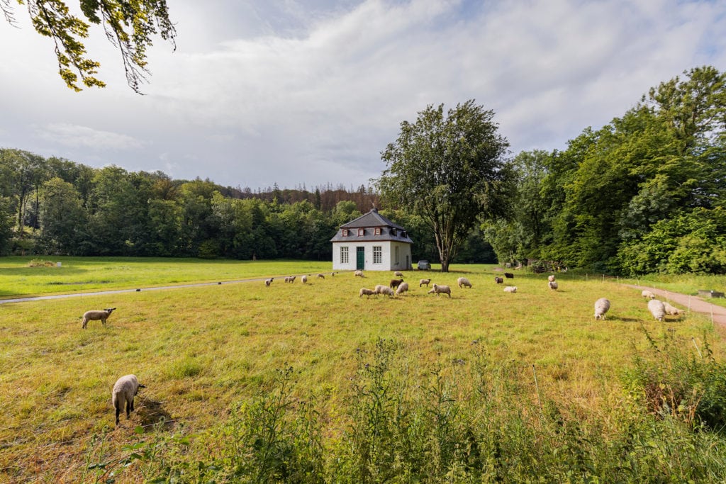 Schafe auf einer Weide im Bergischen Land in NRW