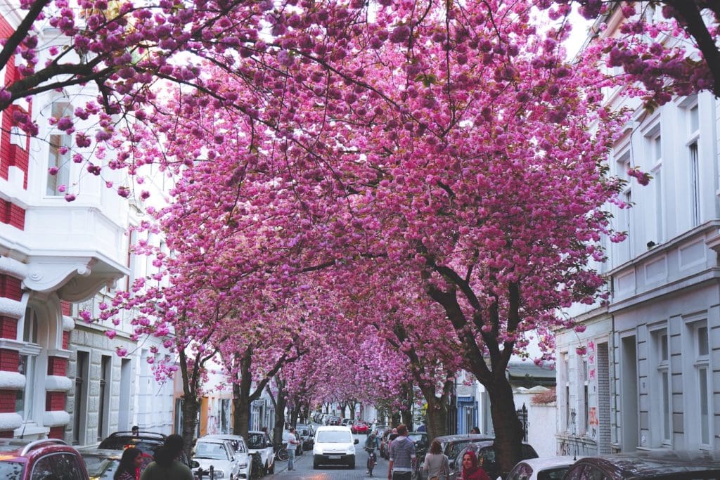 Flowering cherry trees in the old town of Bonn are now the city's biggest tourist attraction
