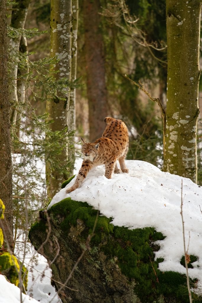 Lynx in snowy Bavarian Forest 