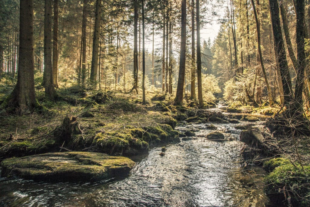 Bavarian Forest in southern Germany, an instagrammable place