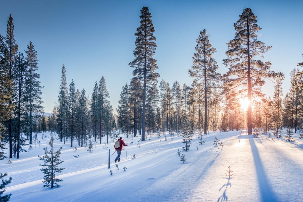 Cross country skiing in winter landscape