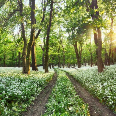 Wiese mit Wildkräutern im Thüringer Wald