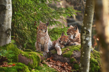 Luchs-Familie liegt in Waldstück in Deutschland