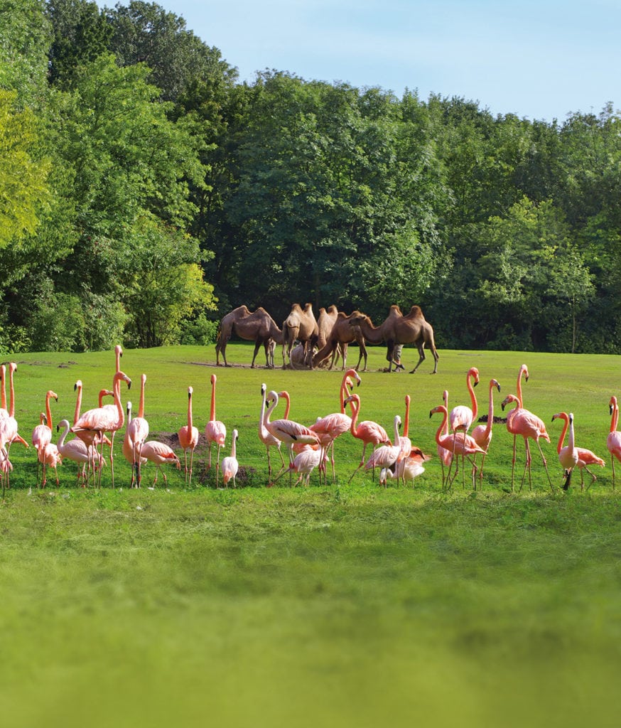 Flamingos und Kamele auf einer Wiese in einem Tierpark in Deutschland