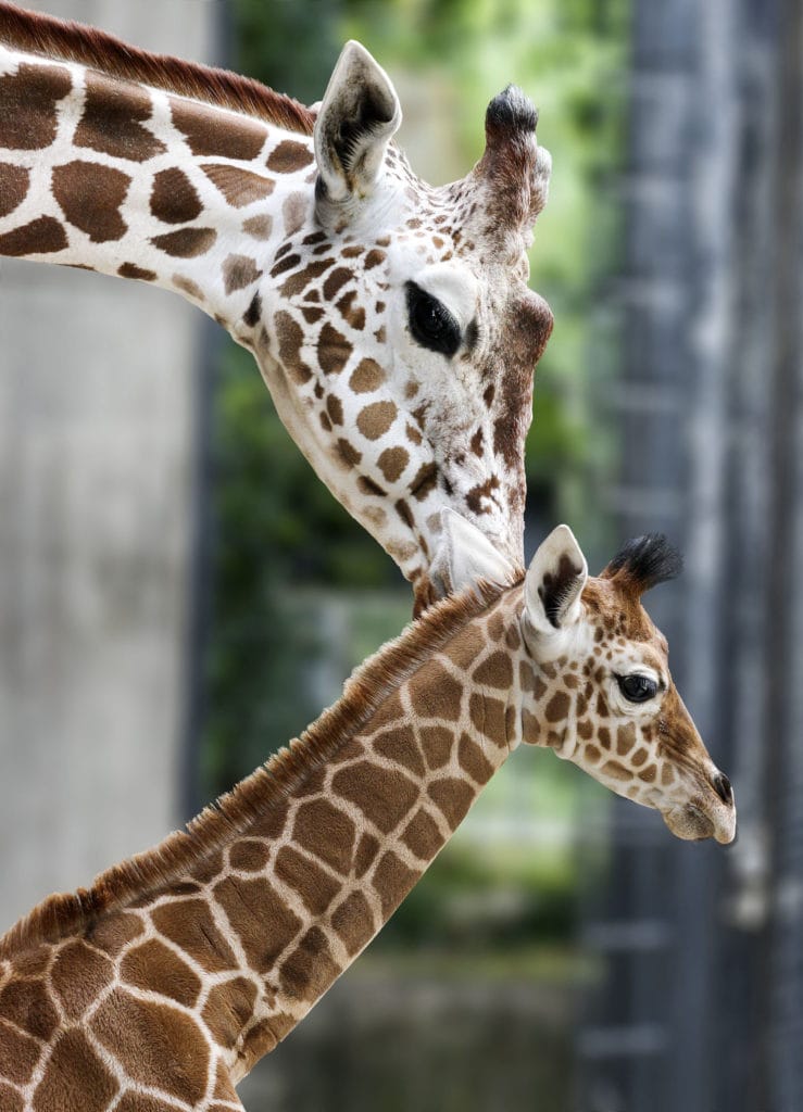 Giraffe und ihr Kind Leonie im zoologisch-botanischen Garten Wilhelma in Stuttgart, einem der tollsten Tierparks in Deutschland