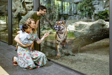 Familie steht vor Scheibe eines Sumatra-Tigers im Tierpark Berlin