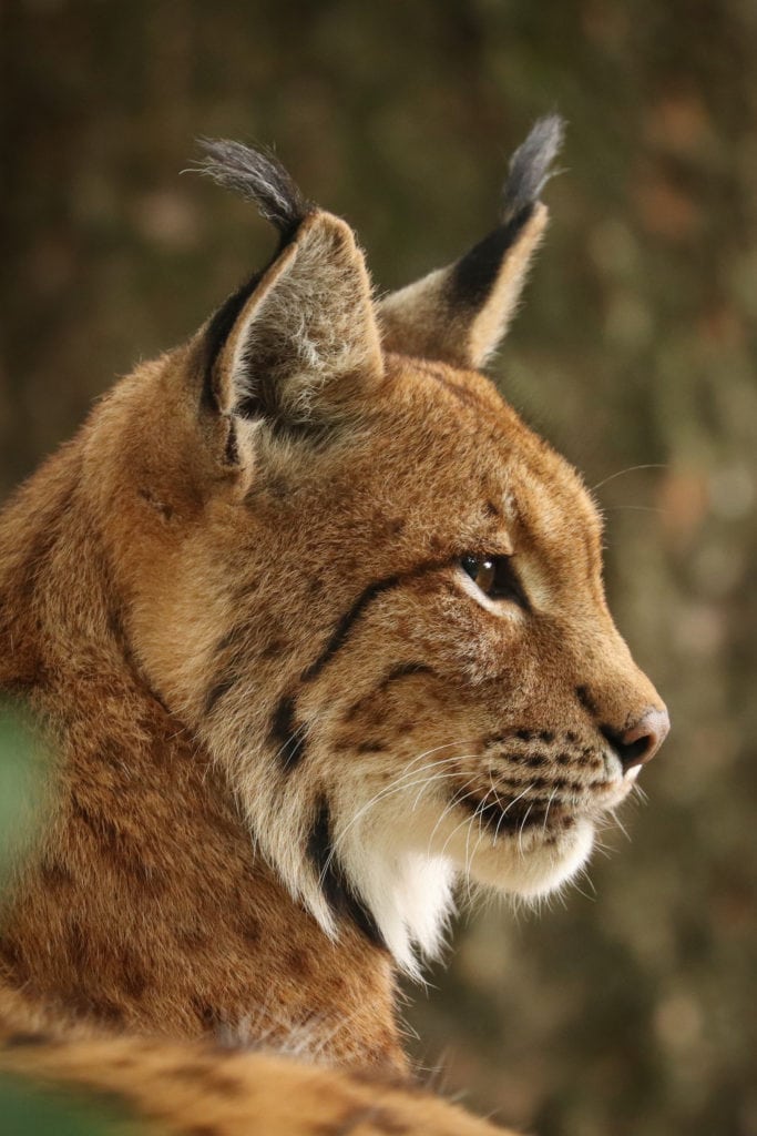 Profile of Eurasian lynx (Lynx lynx). Close-up of the head of a lynx. Bavarian Forest, Germany.