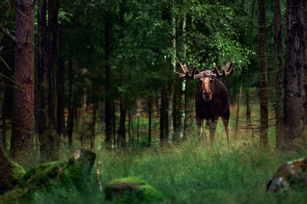 Moose standing in dense forest in Germany